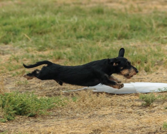 Bentley in the coursing ability test
